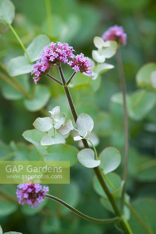 Verbena bonariensis with the young foliage of Eucalyptus gunnii - Cider Gum