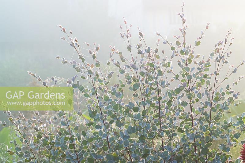 Eucalyptus gunnii - Cider Gum, on a foggy autumn morning at Great Dixter