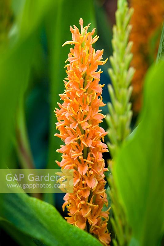 Hedychium densiflorum 'Assam Orange' -  Ginger Lily, Garland Lily