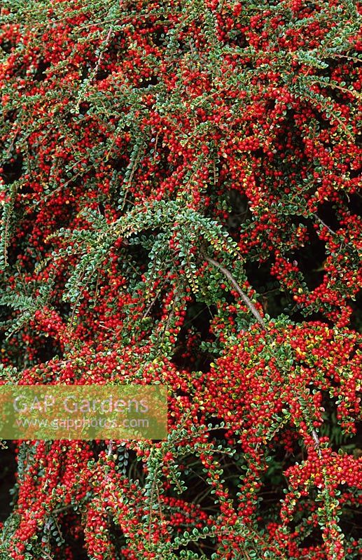 Berries of Cotoneaster horizontalis