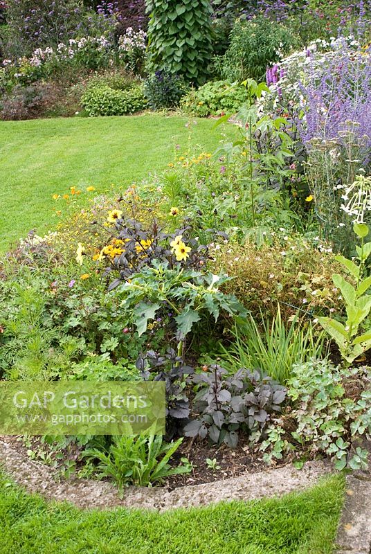Late summer mixed border with Perovskia, Nicotiana, Dahlia and Datura stramonium by lawn, edged with stone at 'Springbank', Davenham, Cheshire NGS