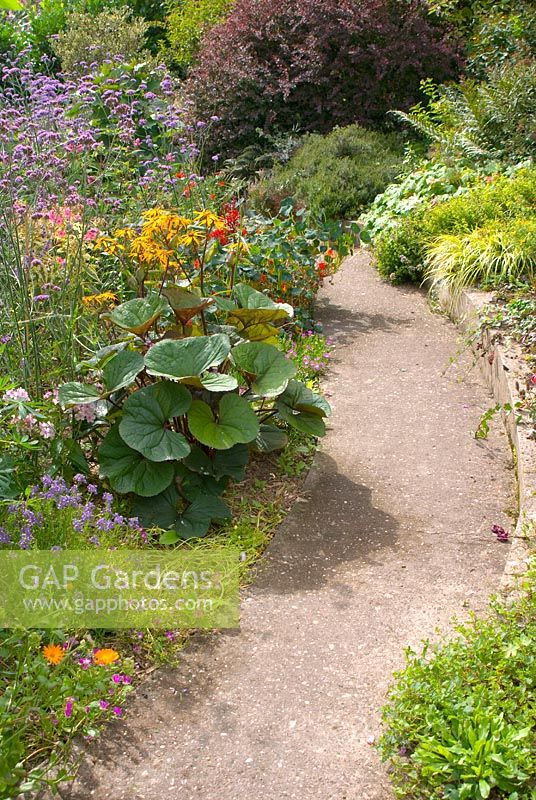 Curving concrete garden path and adjacent colourful late summer borders with Ligularia 'Gregynog Gold' and Verbena bonariensis at 'Springbank', Davenham, Cheshire, NGS