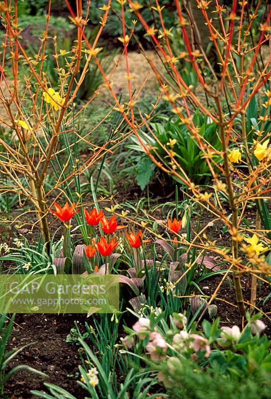 Cornus 'Midwinter Fire' and Tulipa kaufmanniana in early Spring