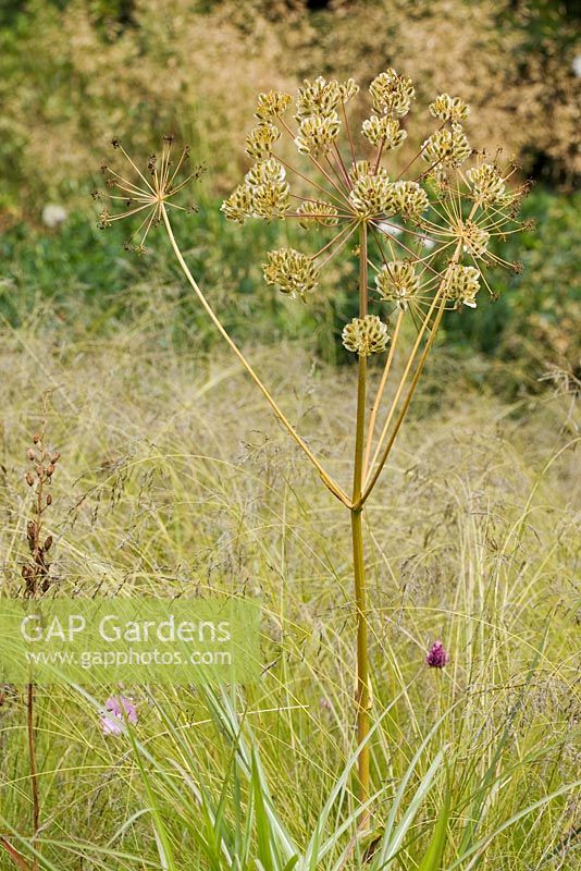 Thapsia villosa seedhead and Panicum virgatum 'Warrior' in a late summer border in July