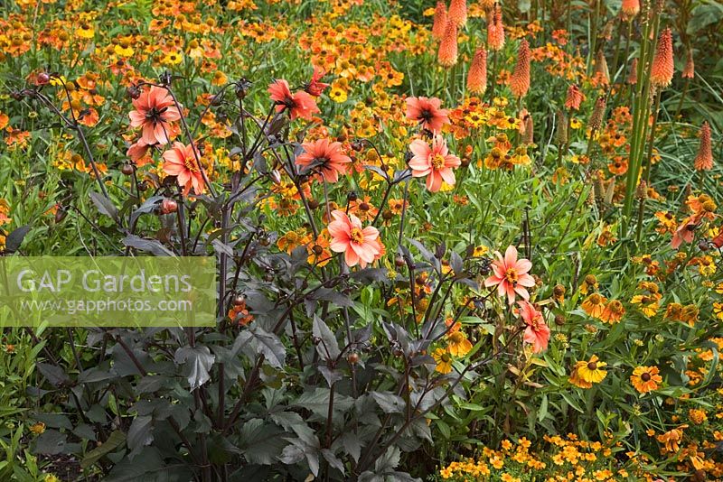 Dahlia 'Pathfinder', Kniphofia 'Alcazar' and Helenium 'Waldtraut' flowering in July - The Savill Garden, Windsor Great Park