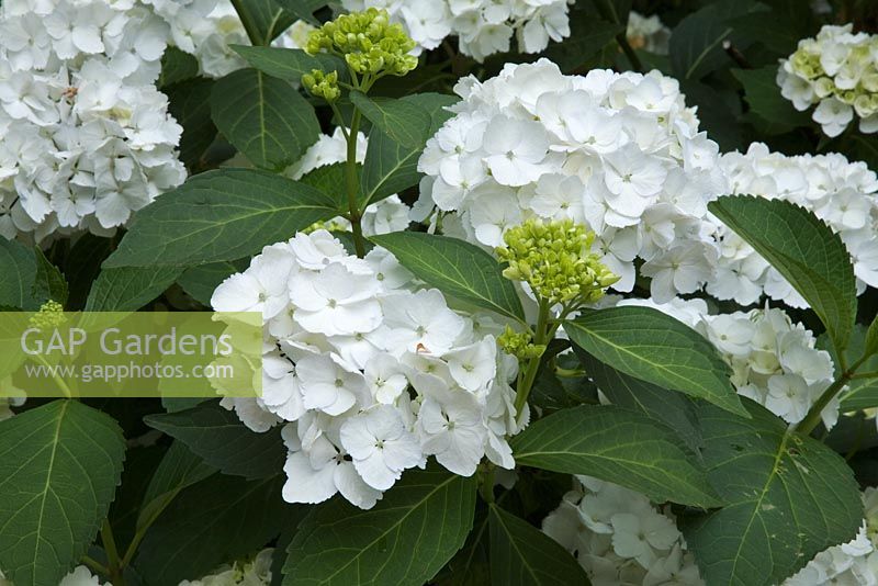 Hydrangea macrophylla 'Soeur Therese' in July