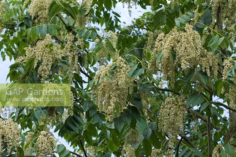 Ailanthus altissima flowering in July - Tree of Heaven. The Savill Garden, Windsor Great Park