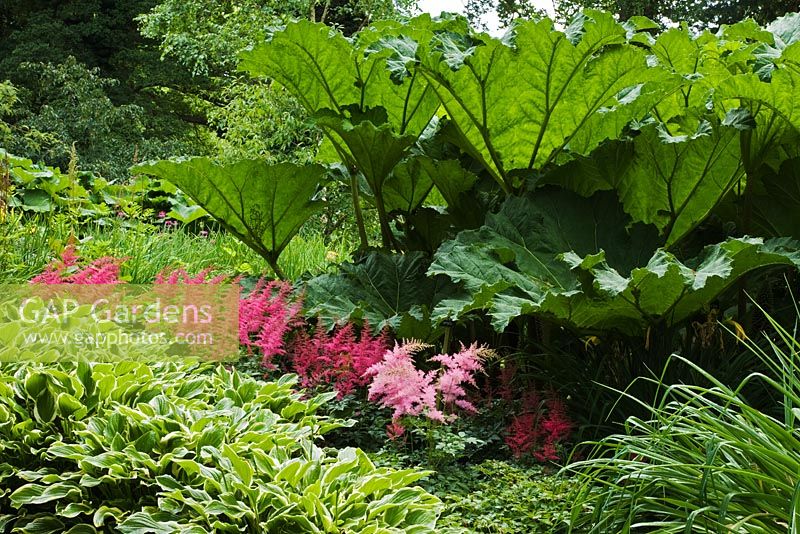 Gunnera manicata, Astilbe x arendsii 'Spinell' and variegated foliage of Hosta 'So Sweet' in July - The Savill Garden, Windsor Great Park
