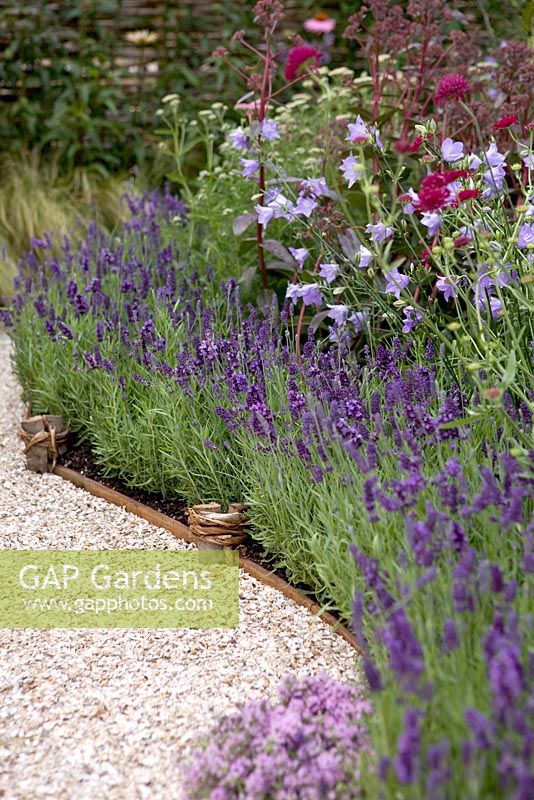 Shell pathway, Lavandula and Campanula flowerbed - It's Only Natural, RHS Hampton Court 2010