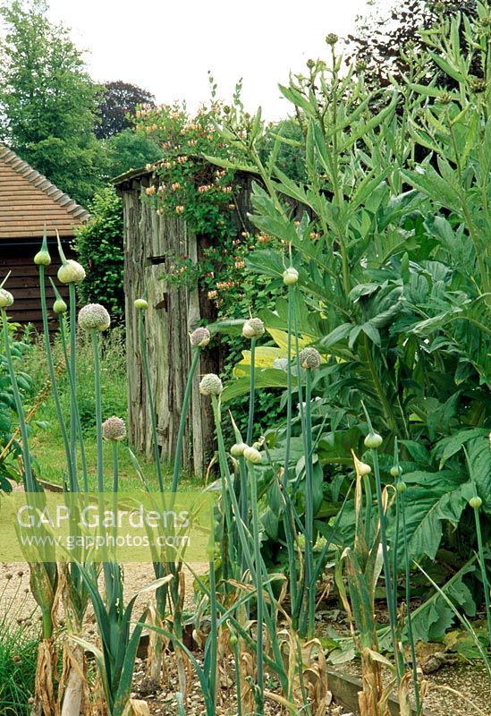 Vegetable garden with cardoons, Alliums and old wooden shed covered in Lonicera - Weir House, Hants