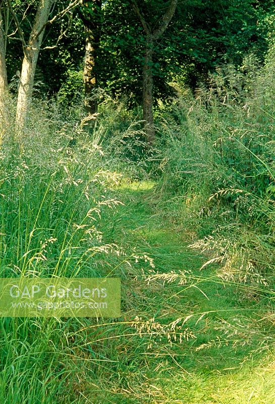 Path mown through wild grasses - Weir House, Hants