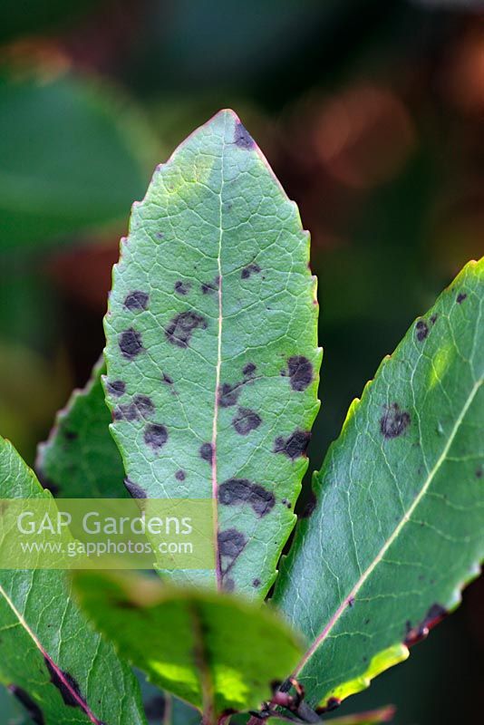 Septoria unedonis - Arbutus leaf spot
