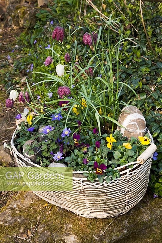 Old wire basket filled with Fritillaria meleagris - Snakes Head Fritillary, Anemone blanda, mixed Viola and patterned stones