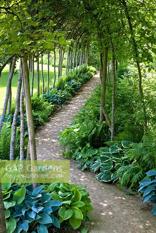 Archway of Amelanchier lamarckii underplanted with Athyrium filix-femina, 'Auguste Moon' Hosta,'Francee' Hosta, 'Halcyon' Hosta,