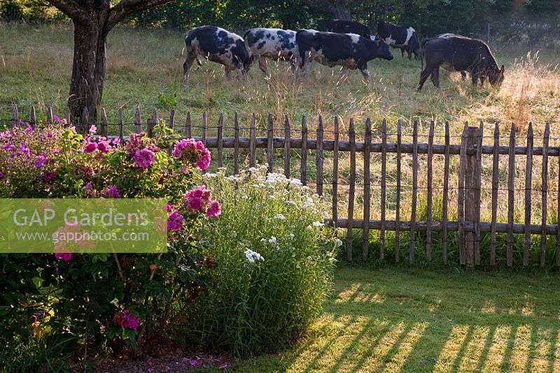 Wooden fence with grazing cows. Rosa 'Hansa', Achillea ptarmica and Geranium psilostemon 