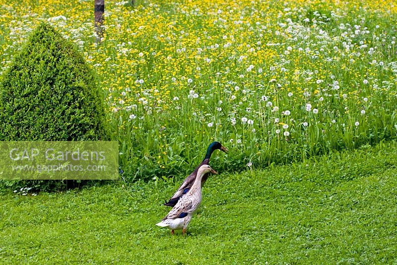 A pair of Indian Runner Ducks next to a Wild Flower Meadow containing Crepis biennis, Ranunculus, Taraxacum officinale  with Buxus cone 