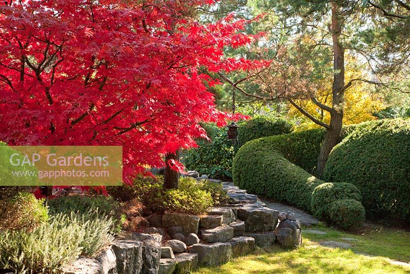 Autumn in a Japanese Garden with a stone wall and clipped hedge and Acer palmatum 'Osakazuki', Erica, Pinus sylvestris and Taxus baccata