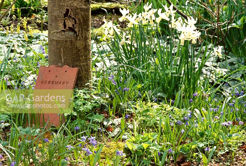 Woodland garden with Narcissus 'Jenny' and Scillas