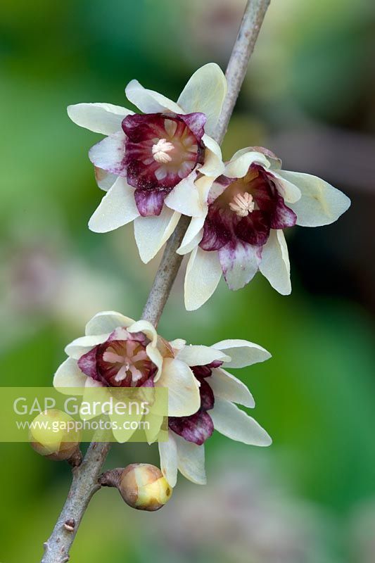 Chimonanthus praecox