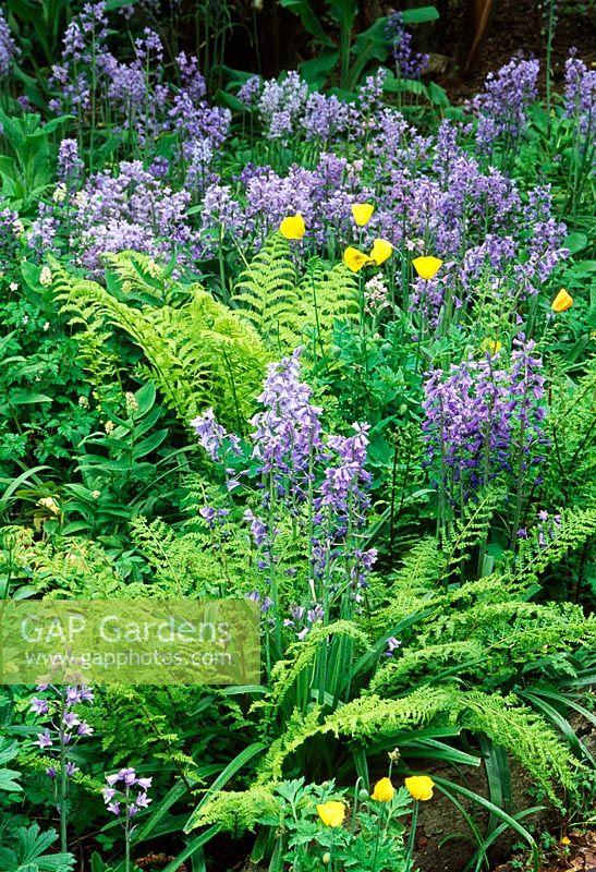 Hyacinthoides hispanica, Tulipa and ferns 