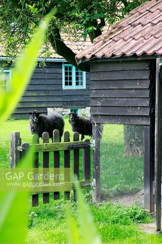 Curious Gotland sheep. House inspired by the dutch hunting lodge of palace Het Loo - The garden of sculptor Mieke Holt at Wieringen, Holland
