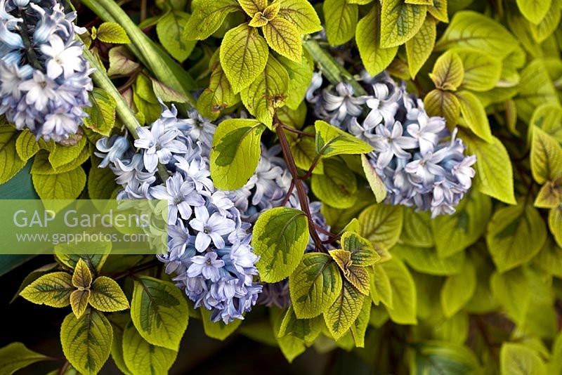 Plectranthus Ciliatus 'Sasha' and Hyacinth 'Blue Pearl'