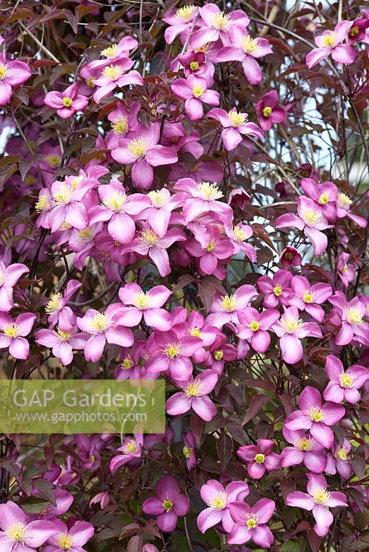 Clematis 'Freda'