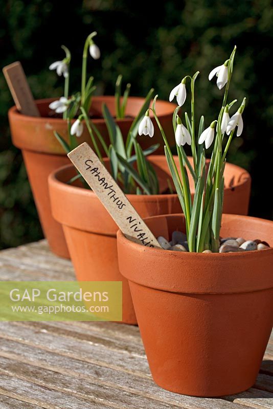 Terracotta pots of Galanthus nivalis in February