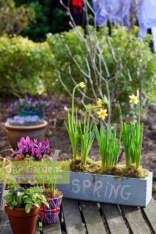 Urban garden with hand painted box of Narcissus 'Tete a tete' and pots of Dwarf Iris and winter flowering pansies 