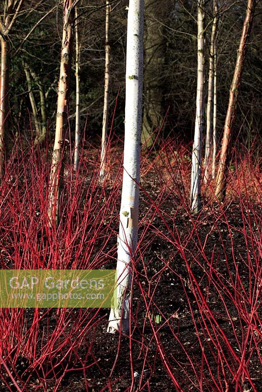 Winter at RHS Harlow Carr - Colourful stems of Red Cornus alba 'Aurea' and White barked tree trunks of Betula albosinensis 'Fascination'