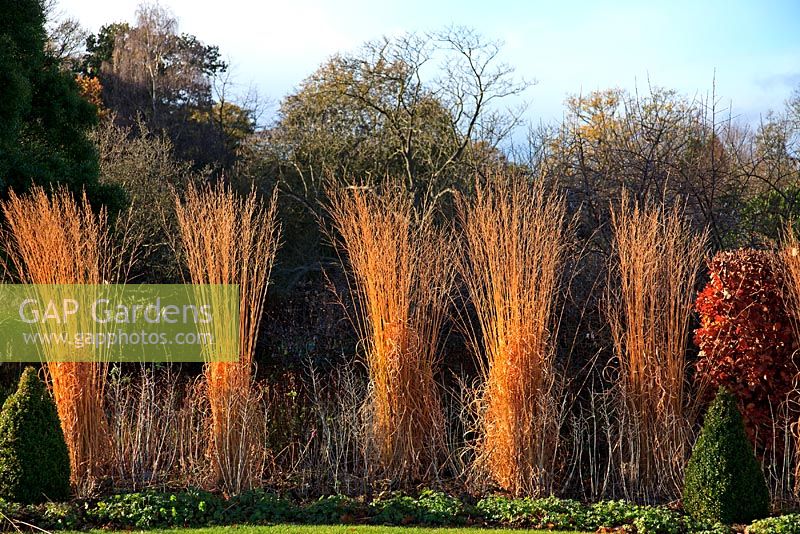 Molinia caerulea subsp. arundinacea 'Skyracer' at RHS Harlow Carr