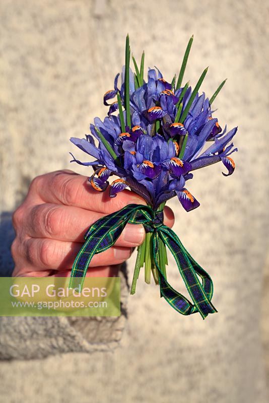 Mans' hand holding a posy of Dwarf Iris 'Harmony' tied with a ribbon