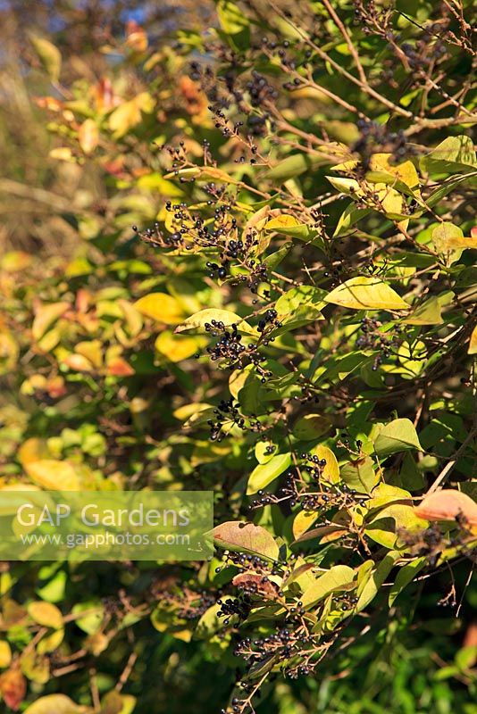 Ligustrum 'Vicaryi' - Privet in late January