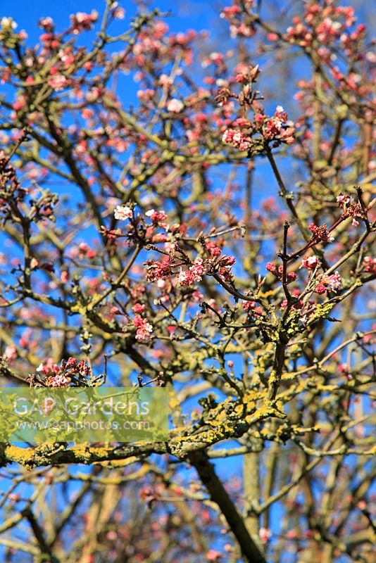 Viburnum x bodnantense 'Charles Lamont' in late January against a bright blue sky
