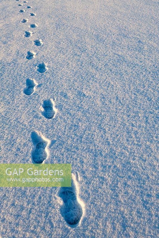 Footprints in snow