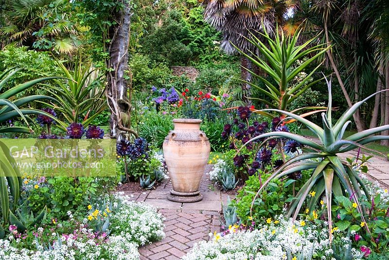 Exotic bedding in the Victorian garden includes succulents such as Aloe ferox, tall Aloe thraskii, and dark aeoniums, mixed with  Alyssum, Bidens, Diascias and Helichrysum, around a central urn. Abbotsbury Subtropical Gardens, Dorset, UK