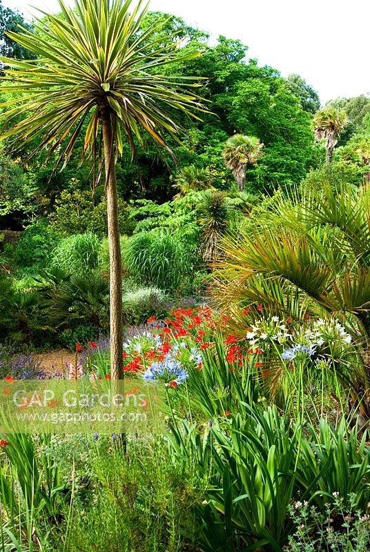 The Mediterranean bank planted with Lavenders, Crocosmias, Agapanthus, Watsonias and Salvias amongst tall Cordyline australis 'Torbay Dazzler' and Palms. Abbotsbury Subtropical Gardens, Dorset, UK