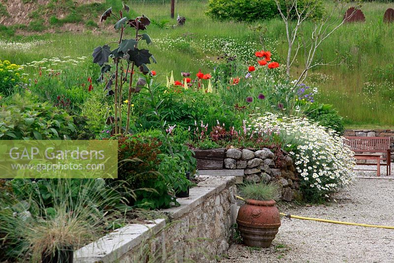 Anthemis punctata 'Cupaniana' - June Blake's garden and nursery Co. Wicklow, Ireland 
