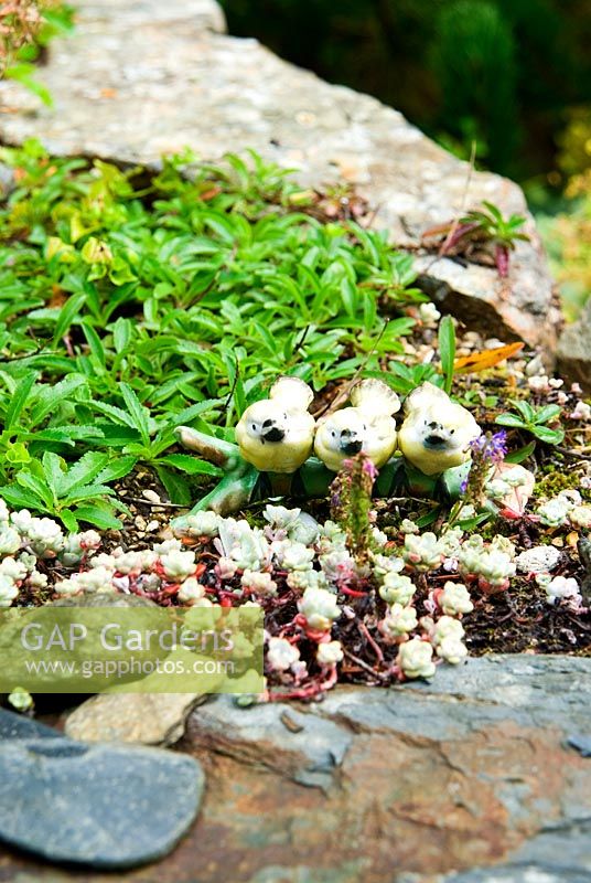Stone wall planted with Sedums and Alpines and decorated with small figurines and statuettes for the benefit of younger visitors. Pinsla Garden, Cardinham, Cornwall, UK