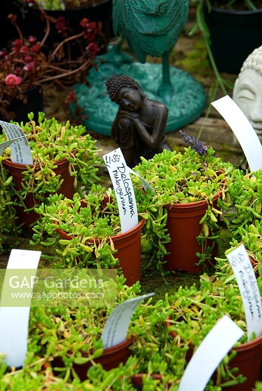Plants in the nursery sales area are interspersed with sculptural figures, plaques and furniture - Pinsla Garden, Cardinham, Cornwall