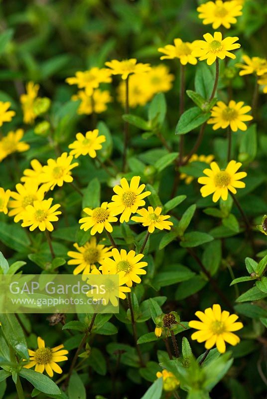 Sanvitalia procumbens - Pinsla Garden, Cardinham, Cornwall