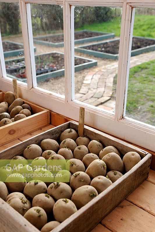 Chitting early seed potatoes, variety 'Swift' in wooden tray on the potting shed bench