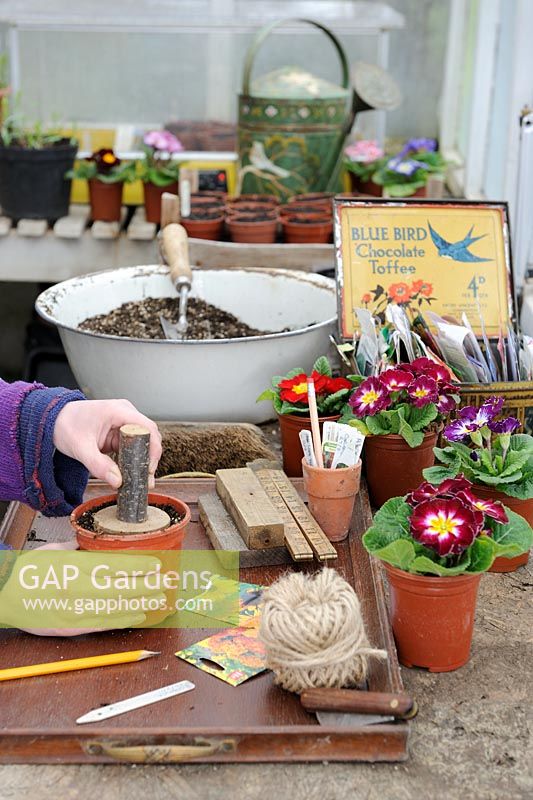 Womans firming compost at a potting bench work station in early spring with Polyanthus, seed packets and other tools and equipment
