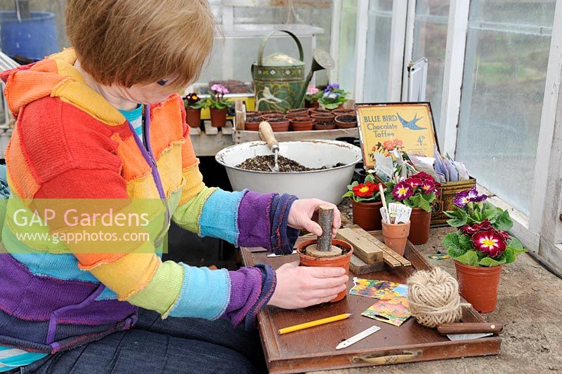 Woman firming compost at a potting bench work station in early spring with Polyanthus, seed packets and other tools and equipment
