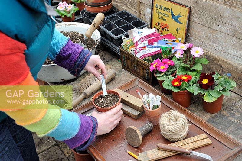 Woman putting seed label into pot on the potting bench in early spring, February