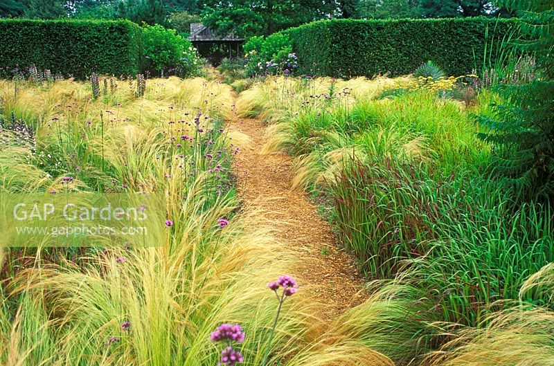 Path flanked by mass plantings of Stipa tenuissima - Spear Grass, Verbena bonariensis, Imperata cylindrica 'Rubra' -  Japanese Blood Grass. Dennis Schrader and Bill Smith's Garden, Long Island, New York, USA,  July