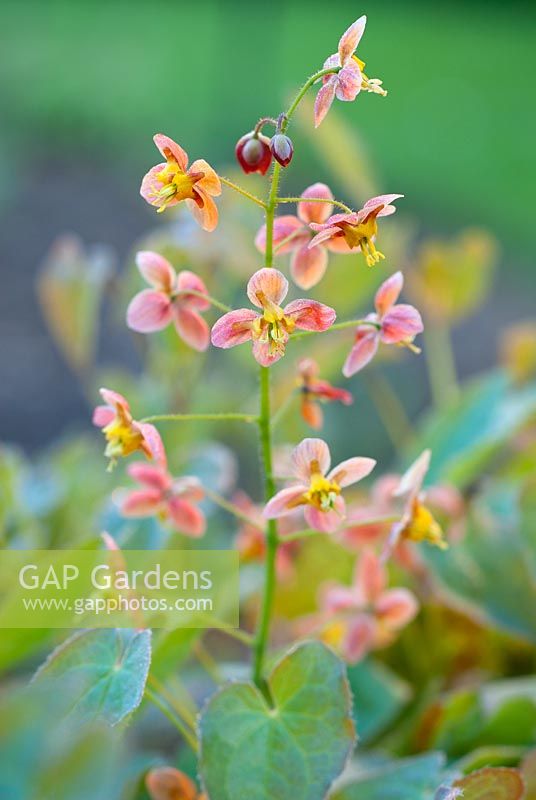 Epimedium x warleyense 'Orangekonigin' - Barrenwort, April