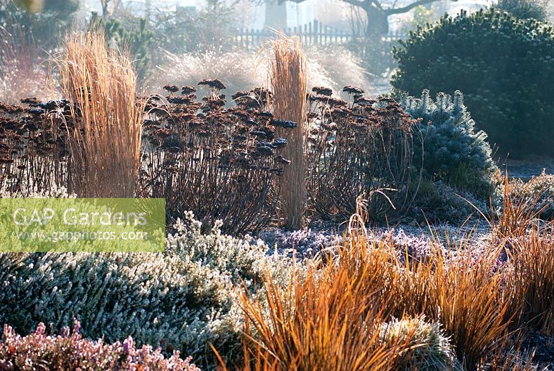 The Winter Garden, Bressingham Gardens, Norfolk in early March with Libertia peregrinans 'Gold Leaf', Erica carnea 'Springwood White', Panicum virgatum 'North Wind', Sedum 'Matrona' and Abies lasiocarpa var. arizonica 'Compacta'