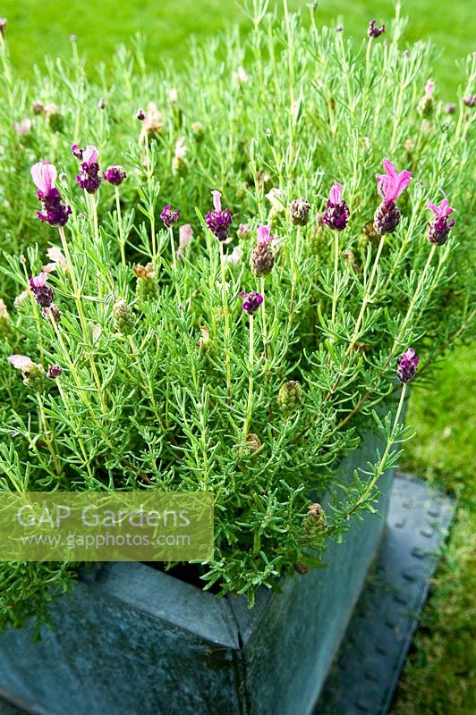 Lavandula stoechas - French Lavender in lead pot. Muswell Hill, London