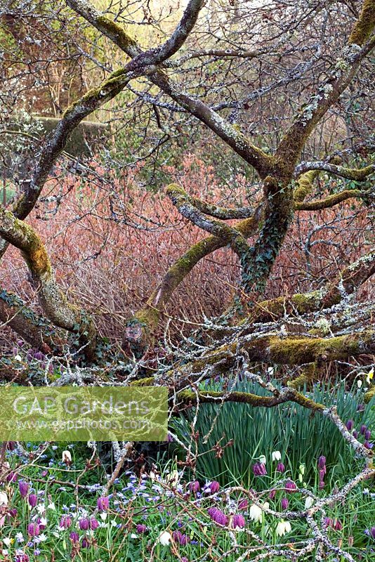 Hamamelis with knarled and twisted branches, with carpet of Anemone blanda, Fritillaria meleagris and Diervilla sessilifolia - Bush Honeysuckle. Sharcott Manor, Wiltshire 